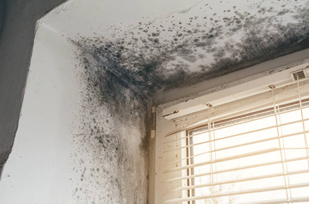 Affordable Mold Remediation solutions in Osseo, MN