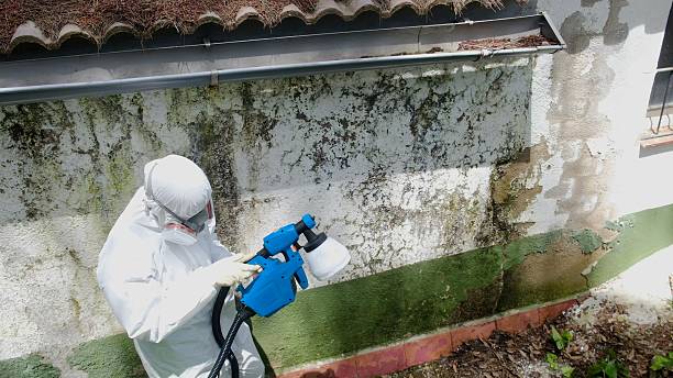 Top rated local Mold Remediation specialists in Osseo, MN